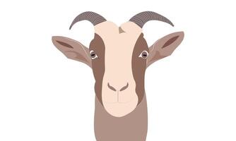 A goat's face closeup portrait illustration on a white background vector
