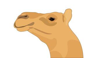 Camel's head profile, Camel Face Side View Illustration Isolated on a White Background. vector