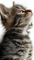 Fluffy gray kitten gazing upward with curious expression. photo