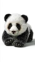Cute panda cub with fluffy fur lying down. photo