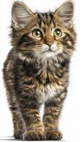 Fluffy kitten with striking eyes and detailed fur texture. photo