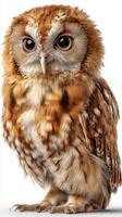 Cute owl standing, featuring detailed feathers and large eyes. photo
