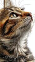 Feline portrait with expressive gaze and detailed fur texture. photo