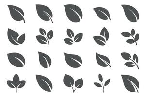 Collection of Twenty Four Gray Leaf Icons Isolated on White Background vector