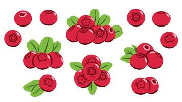 Red Berry Lingonberries Set. Flat Berries with Leaves Illustration Collection Isolated on White Background vector