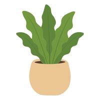Flat illustration of asplenium houseplant with wavy leaves in a round pastel pot. vector