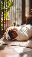 Household Noontime Rest with Guinea Pigs photo