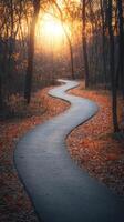 Forest Walkway Glowing with Warm Sun and Fall Colors photo