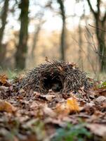 Warm Hedgehog Shelter Built with Foliage photo