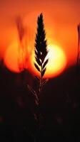 Sunset Fire Behind Cactus Silhouette photo