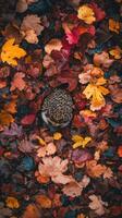 Hedgehog Surrounded by Dropped Autumn Leaves photo