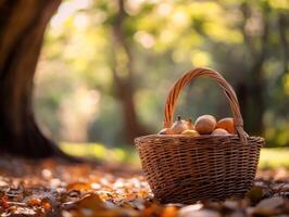 Picnic Journey with Natural Influence photo