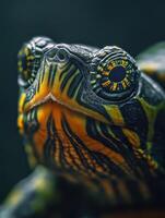 Weathered Turtle Close up photo