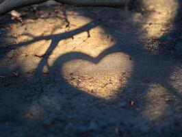 Leafy Branch Shadows Form a Heart photo