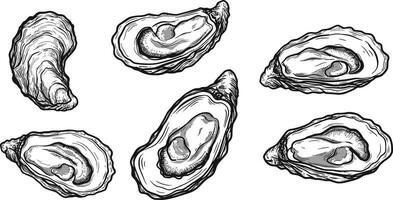 Oyster shell illustration with detailed engraved style seafood design elements for culinary and marine themes vector