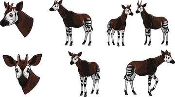 Okapi animal illustration set showing various poses and profile views of okapi in natural style vector