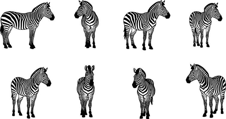 Zebra silhouettes in various poses black and white stripes wildlife animal illustrations