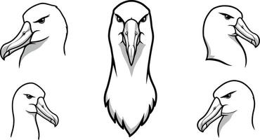 Albatross bird head profiles detailed illustration set with natural colors and sharp features for wildlife design projects vector