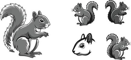 Gray Squirrel Illustration in Various Poses and Head Close-up for Wildlife Design and Nature Themes vector