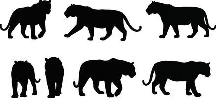 Panther silhouette set showing walking and standing big cats in various poses for design use vector