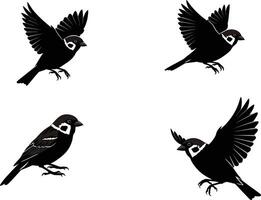 Sparrow bird detailed black and white sketch illustration set with flying and perched poses image vector