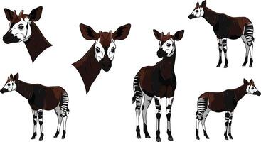 Okapi animal illustration showing multiple views and poses with natural brown and white colors vector