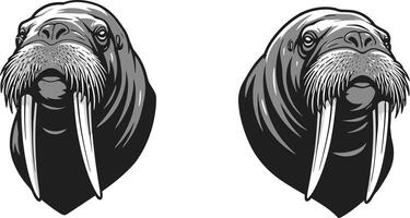 Walrus head mascot illustration set with shield and detailed tusks in black and white design vector