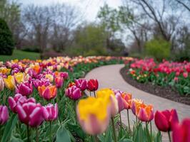 Colorful Tulip Trail in Bloom photo