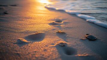 Baby Turtles Quest for the Ocean photo