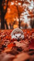 Time of Hedgehog on Leaf Covered Floor photo