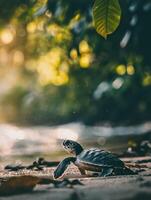 Baby Turtles Stepping towards Ocean photo