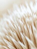 Hedgehog Bristles in Daylight photo
