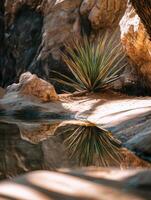 Arid Haven with Special Biodiversity photo