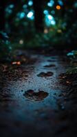 Nocturnal Trails Below the Moonshine photo
