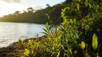 Coastal Habitat Rich with Flora and Fauna photo