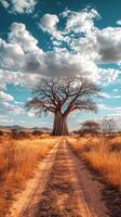 Giant Baobab Marking Africas Borders photo