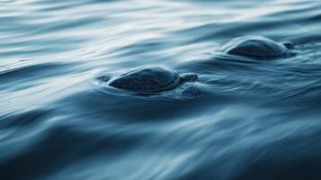 Melodic Movements of Turtles with Waves photo