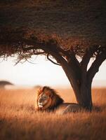 Sovereign Lion Reclining Under Acacia photo