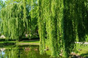Willow trees in a park with a pond photo