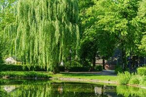 A pond with a tree in the middle at spring time photo