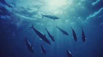 Numerous Tuna Swimming Together In Blue Ocean photo