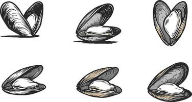Clam Shells Illustration in Various Opened Positions with Detailed Sketch Style Natural Flow vector