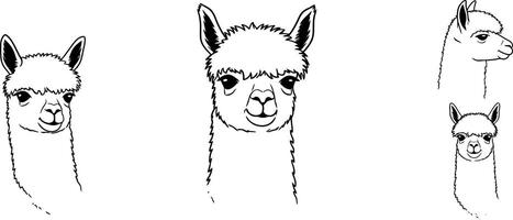 Llama animal set with multiple poses for natural wildlife illustration and design elements vector