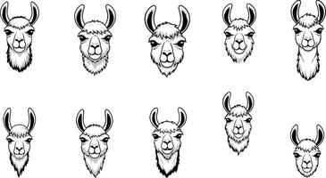 Alpaca head detailed sketch illustration in black and white with realistic texture and fur vector