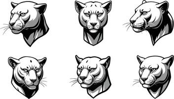 Panther head illustrations showing various facial angles and expressions in black and white detailed style vector
