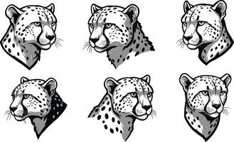 Cheetah head illustrations showing various angles and expressions in black and white detailed set vector