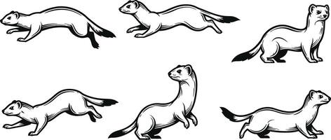 Set of six weasel animal illustrations in different poses and styles collection vector