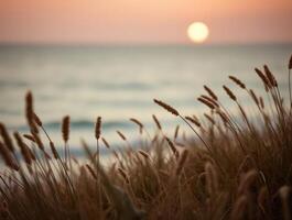 A serene coastal sunset captured with tall grasses in the foreground, evoking a sense of tranquility and peace. The sun sets over the ocean, its warm glow casting a tranquil ambiance. photo