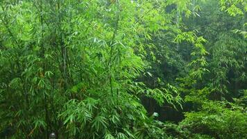 Tranquil Rainfall Over Lush Bamboo Grove in Serene Nature Scene video
