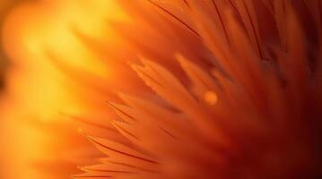 A close-up shot of an orange flower with delicate, feathery petals, creating a warm and vibrant scene photo